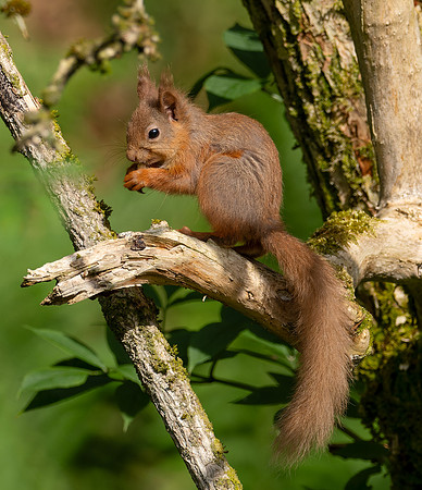 Young Squirrel