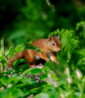 Red Squirrel