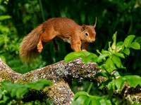Red Squirrel