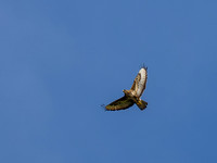 20250711-Bird of Prey-P1001118