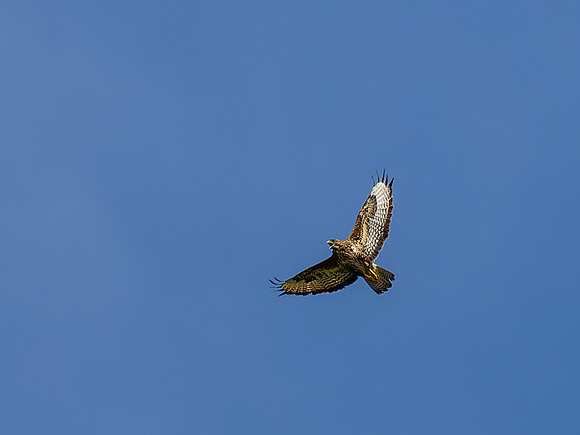 20250711-Bird of Prey-P1001118