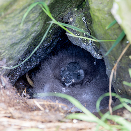 Powder Puffling