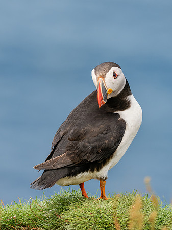 20250715-Puffin-P1002188