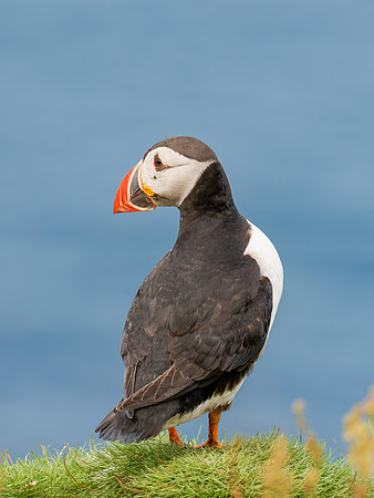 20250715-Puffin-P1002212