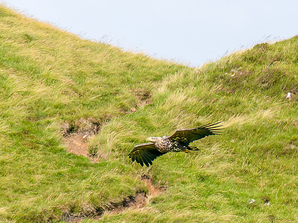 Low Fly-by
