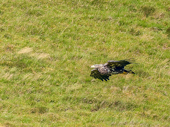 Low Fly-by