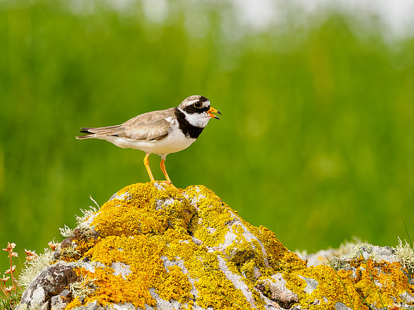 20250719-Sandaig-P1002904