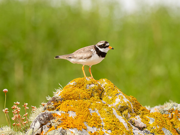 20250719-Sandaig-P1002905