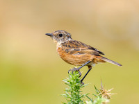 Juvenile Stonechat