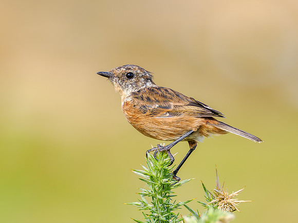 Juvenile Stonechat