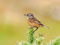 Juvenile Stonechat