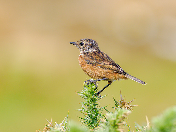 Juvenile Stonechat