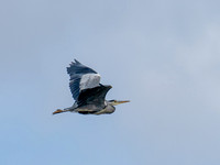 Heron Fly-by