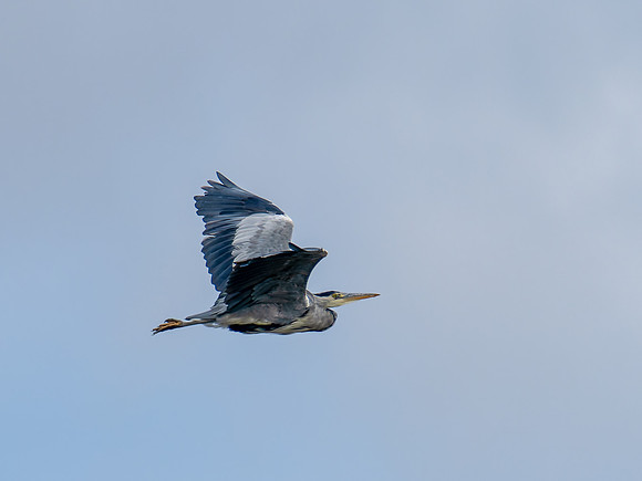 Heron Fly-by