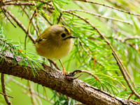 20250816-Goldcrest-P1003943