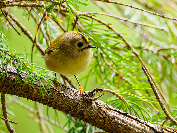 20250816-Goldcrest-P1003943