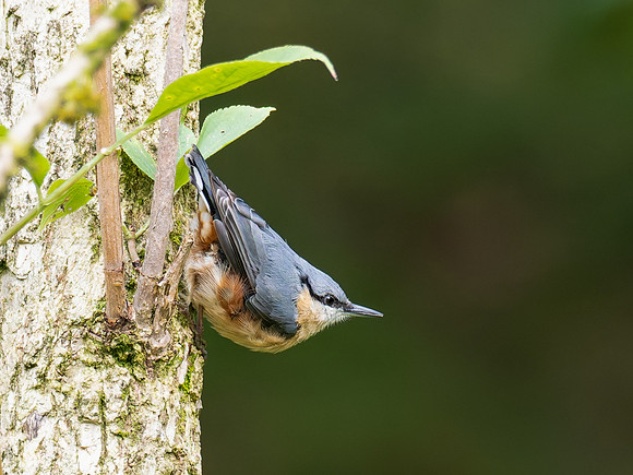 Garden Nuthatch