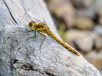 Common Darter (Sympetrum striolatum)