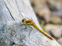 Common Darter (Sympetrum striolatum)