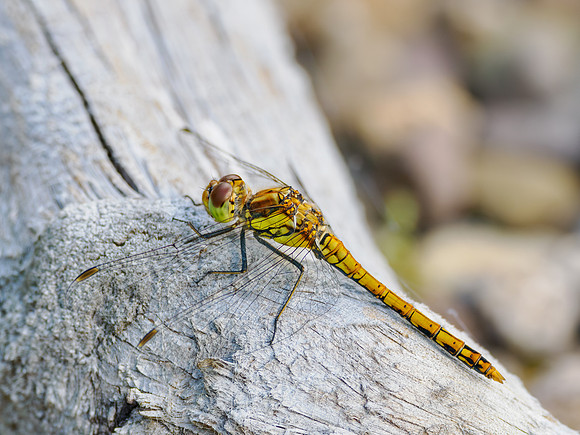 Common Darter (Sympetrum striolatum)
