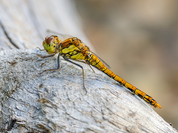 Common Darter (Sympetrum striolatum)