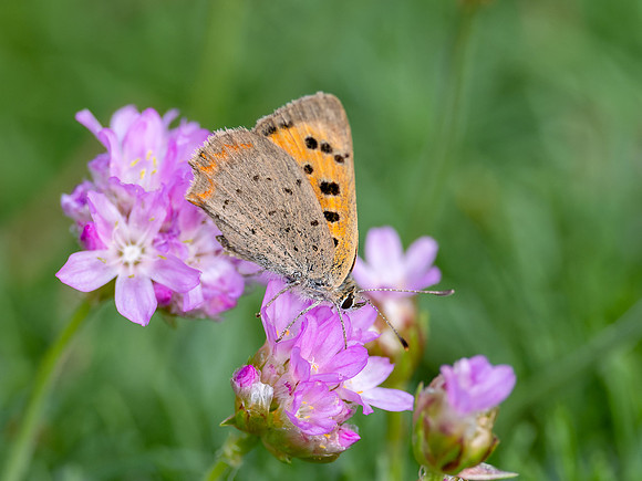 Small Copper Butterfly (Lycaena phlaeas)