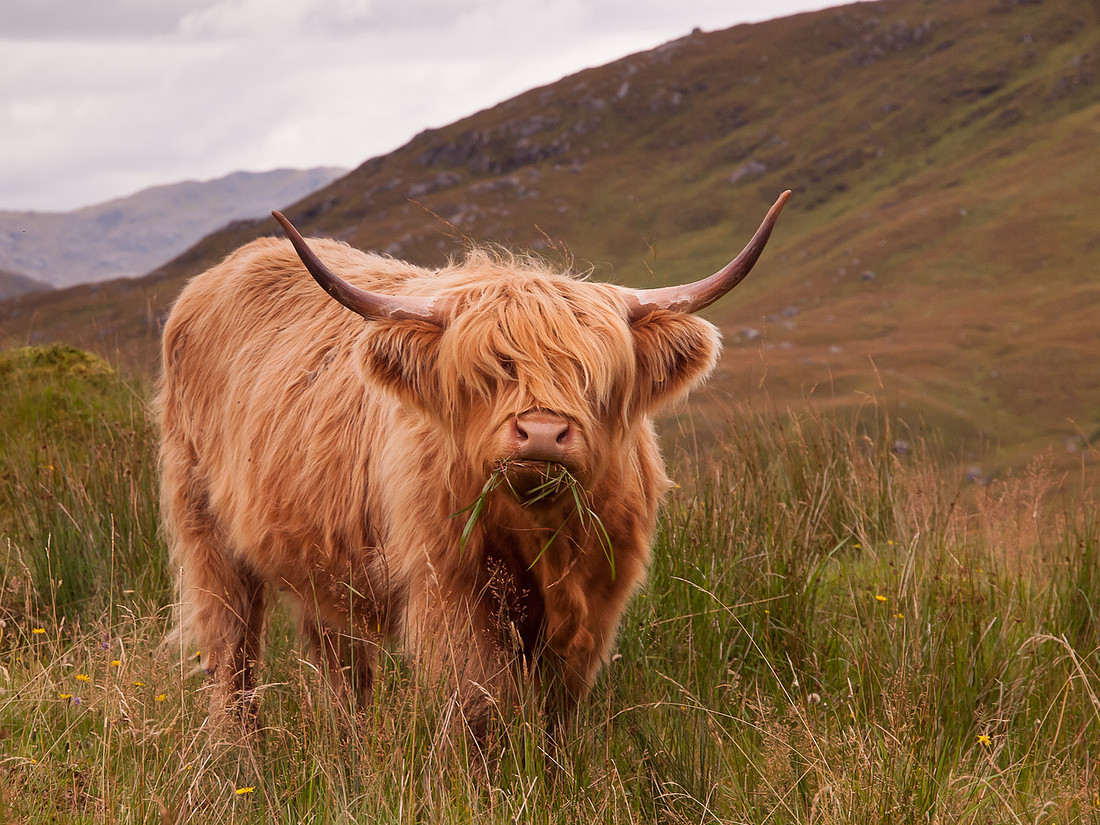 Quoich Highland Cow
