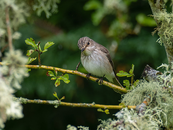 Spotted Flycatcher