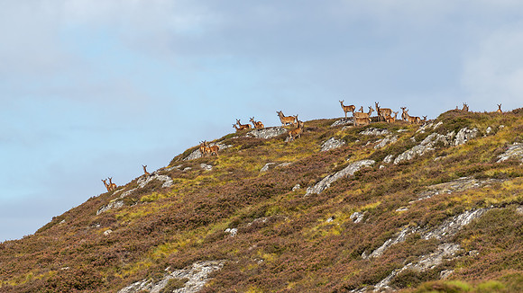 Hinds on a Hill