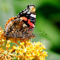 20250905-Butterflies-P1004750