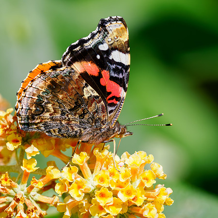 20250905-Butterflies-P1004750