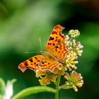 20250905-Butterflies-P1004756