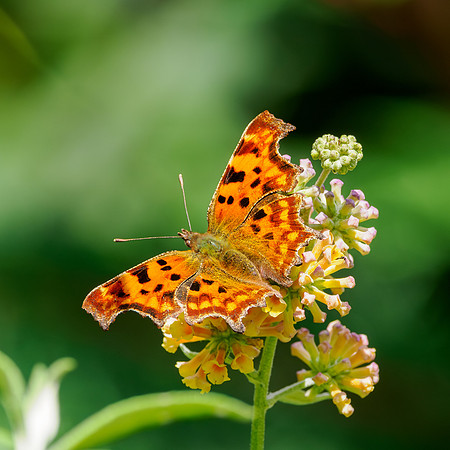20250905-Butterflies-P1004756
