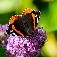 20250905-Butterflies-P1004768
