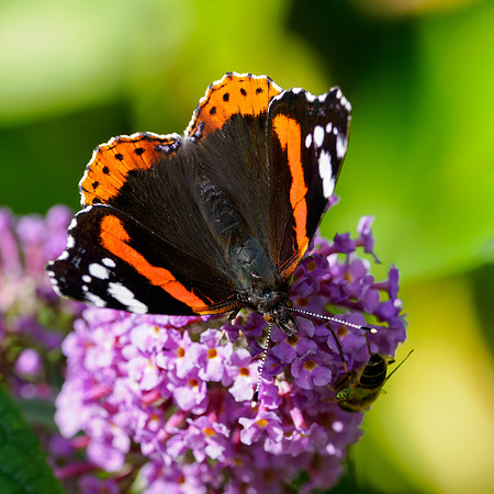 20250905-Butterflies-P1004768