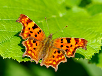 20250905-Butterflies-P1004794