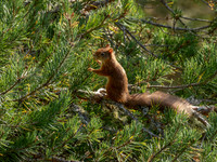 Sunshine Squirrel