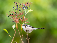 Long-tailed Tit