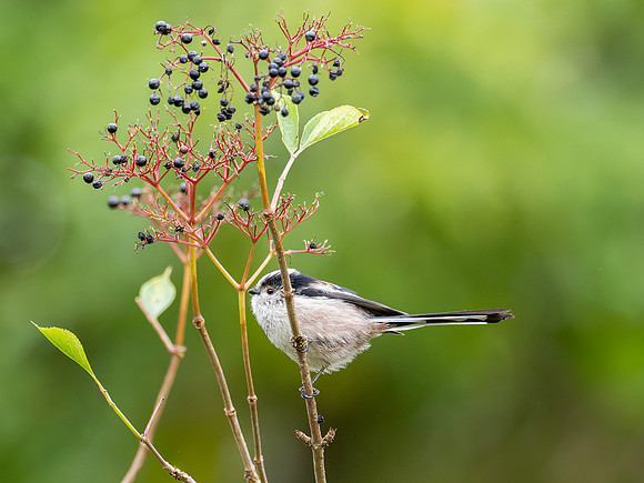 Long-tailed Tit