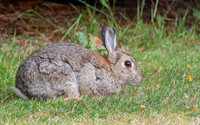 Garden Rabbit