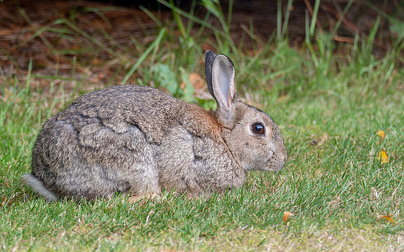Garden Rabbit