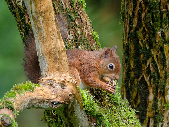 Red Squirrel