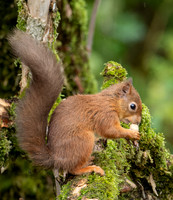 Red Squirrel