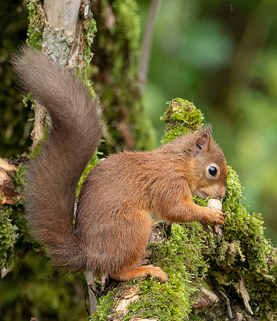 Red Squirrel