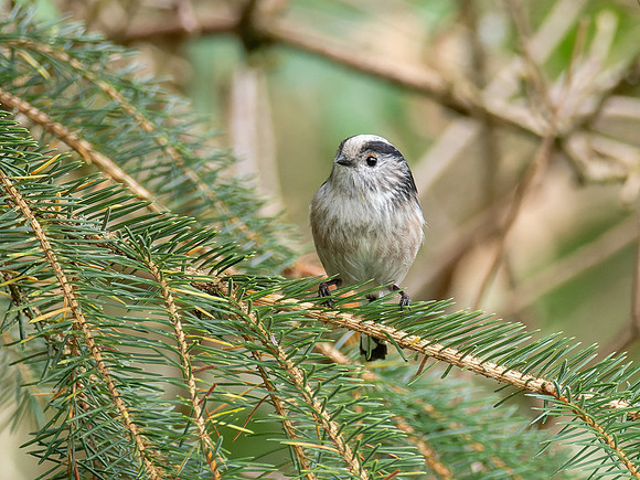 Long-tailed Tit