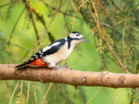 Great Spotted Woodpecker
