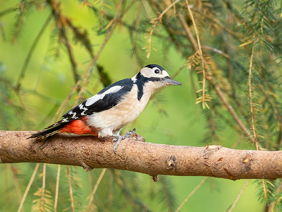 Great Spotted Woodpecker