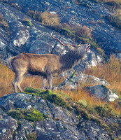 Almost Missed in the Mist