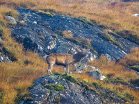Roaring in the Mist