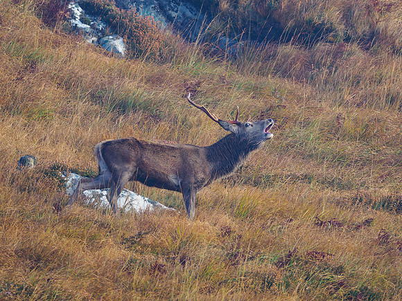 That Stag Again